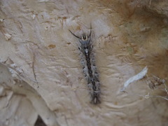 Lepidoptera