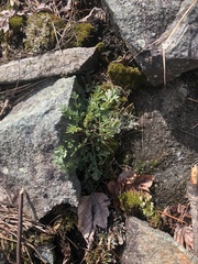 Capnoides sempervirens