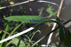 Enallagma semicirculare