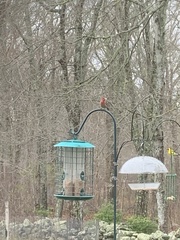 Haemorhous purpureus