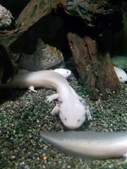 Ambystoma mexicanum