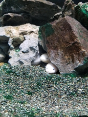 Ambystoma mexicanum