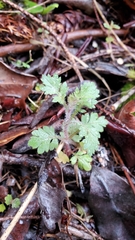 Collomia heterophylla