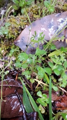 Collomia heterophylla