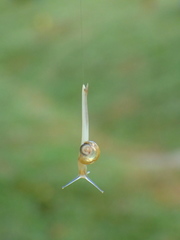Helicarion perfragilis