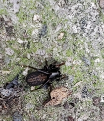 Allocosa funerea