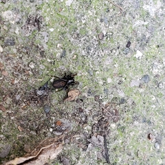 Allocosa funerea
