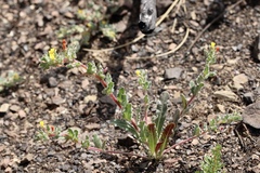 Camissoniopsis intermedia