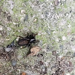 Allocosa funerea
