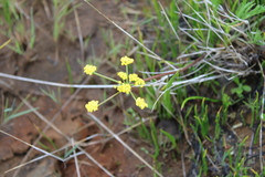 Lomatium bradshawii