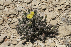 Grusonia aggeria
