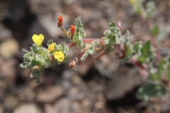 Camissoniopsis intermedia