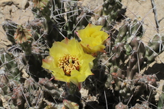 Grusonia aggeria
