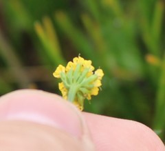Lomatium bradshawii
