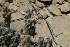 Grusonia aggeria