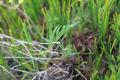 Lomatium bradshawii