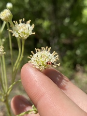 Pelonides quadrinotata