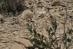 Xylorhiza wrightii