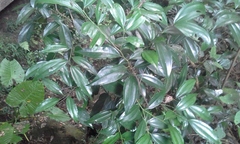 Cocculus laurifolius