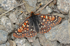 Euphydryas anicia brucei