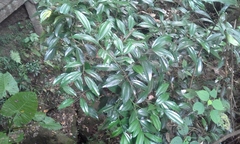 Cocculus laurifolius