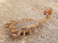 Centruroides hirsutipalpus