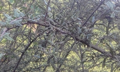 Osteomeles subrotunda