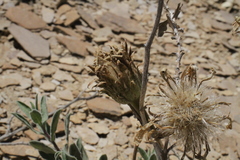 Xylorhiza wrightii