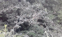 Osteomeles subrotunda