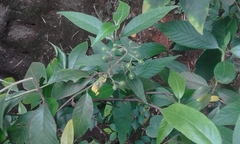 Tarenna mollissima