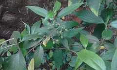 Tarenna mollissima