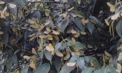 Acer lucidum