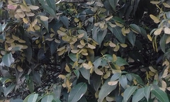 Acer lucidum