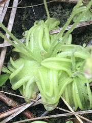 Pinguicula pumila