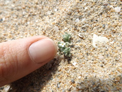 Cryptantha leiocarpa