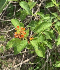 Lantana × strigocamara