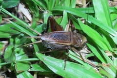 Teleogryllus
