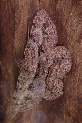 Psilalcis isombra