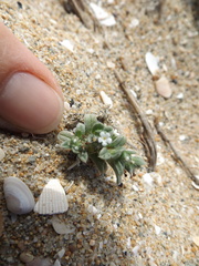 Cryptantha leiocarpa