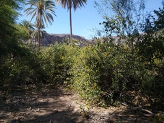Cryptostegia grandiflora