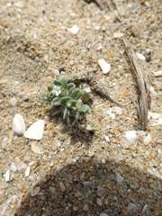 Cryptantha leiocarpa