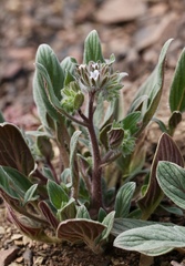 Phacelia phacelioides