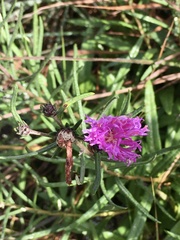 Lessingianthus plantaginodes