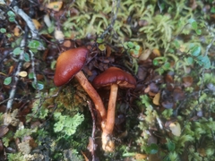 Aureonarius eucollybianus