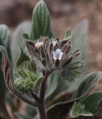 Phacelia phacelioides