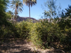 Cryptostegia grandiflora