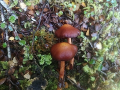 Aureonarius eucollybianus