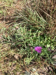 Lessingianthus plantaginodes