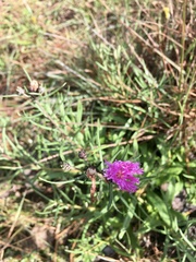 Lessingianthus plantaginodes