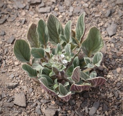 Phacelia phacelioides